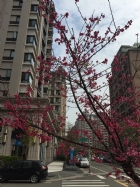 春暖花開賞櫻去!!