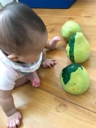 中秋節的柚子～摸摸看、聞聞看哦！