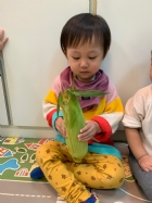摸一摸,看一看,聞一聞,告訴老師這是什麼水果哦!