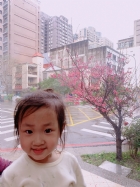 娃娃國門口的櫻花又開囉～帶寶貝來賞花囉！