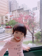 娃娃國門口的櫻花又開囉～帶寶貝來賞花囉！