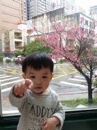 娃娃國門口的櫻花又開囉～帶寶貝來賞花囉！