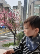 娃娃國門口的櫻花又開囉～帶寶貝來賞花囉！