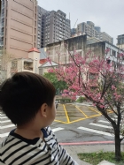 娃娃國門口的櫻花又開囉～帶寶貝來賞花囉！