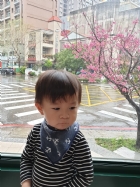 娃娃國門口的櫻花又開囉～帶寶貝來賞花囉！