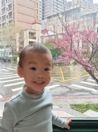 娃娃國門口的櫻花又開囉～帶寶貝來賞花囉！