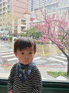 娃娃國門口的櫻花又開囉～帶寶貝來賞花囉！