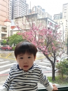 娃娃國門口的櫻花又開囉～帶寶貝來賞花囉！