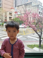 娃娃國門口的櫻花又開囉～帶寶貝來賞花囉！