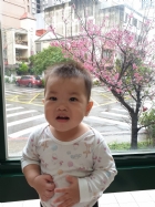 娃娃國門口的櫻花又開囉～帶寶貝來賞花囉！