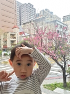 娃娃國門口的櫻花又開囉～帶寶貝來賞花囉！