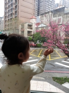 娃娃國門口的櫻花又開囉～帶寶貝來賞花囉！