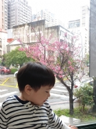 娃娃國門口的櫻花又開囉～帶寶貝來賞花囉！