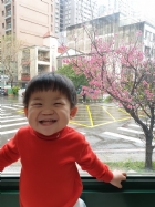 娃娃國門口的櫻花又開囉～帶寶貝來賞花囉！