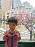 娃娃國門口的櫻花又開囉～帶寶貝來賞花囉！