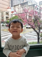 娃娃國門口的櫻花又開囉～帶寶貝來賞花囉！