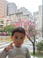娃娃國門口的櫻花又開囉～帶寶貝來賞花囉！