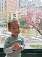 娃娃國門口的櫻花又開囉～帶寶貝來賞花囉！