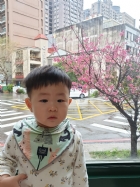 娃娃國門口的櫻花又開囉～帶寶貝來賞花囉！