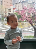 娃娃國門口的櫻花又開囉～帶寶貝來賞花囉！