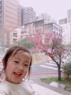 娃娃國門口的櫻花又開囉～帶寶貝來賞花囉！