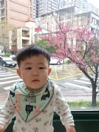 娃娃國門口的櫻花又開囉～帶寶貝來賞花囉！