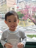 娃娃國門口的櫻花又開囉～帶寶貝來賞花囉！