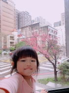 娃娃國門口的櫻花又開囉～帶寶貝來賞花囉！