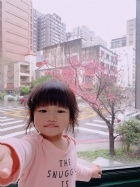 娃娃國門口的櫻花又開囉～帶寶貝來賞花囉！