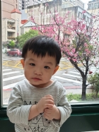 娃娃國門口的櫻花又開囉～帶寶貝來賞花囉！