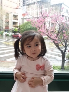 娃娃國門口的櫻花又開囉～帶寶貝來賞花囉！