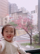 娃娃國門口的櫻花又開囉～帶寶貝來賞花囉！