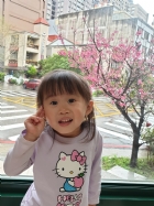 娃娃國門口的櫻花又開囉～帶寶貝來賞花囉！