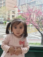 娃娃國門口的櫻花又開囉～帶寶貝來賞花囉！