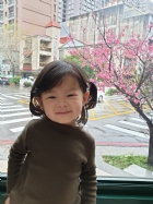 娃娃國門口的櫻花又開囉～帶寶貝來賞花囉！