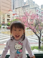 娃娃國門口的櫻花又開囉～帶寶貝來賞花囉！