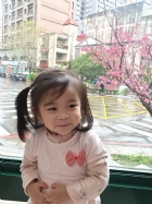 娃娃國門口的櫻花又開囉～帶寶貝來賞花囉！