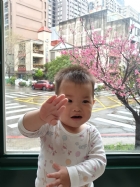 娃娃國門口的櫻花又開囉～帶寶貝來賞花囉！