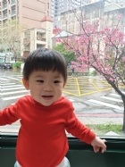 娃娃國門口的櫻花又開囉～帶寶貝來賞花囉！