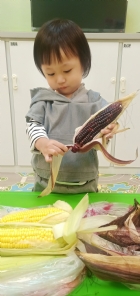 10903生活教育～玉米不是只有黃色的哦！還有白色和紫色的，老師帶來讓大家看看有什麼不同吧！