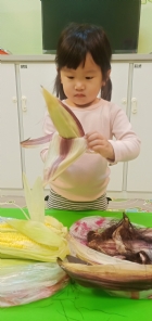 10903生活教育～玉米不是只有黃色的哦！還有白色和紫色的，老師帶來讓大家看看有什麼不同吧！