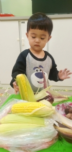 10903生活教育～玉米不是只有黃色的哦！還有白色和紫色的，老師帶來讓大家看看有什麼不同吧！