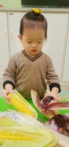 10903生活教育～玉米不是只有黃色的哦！還有白色和紫色的，老師帶來讓大家看看有什麼不同吧！