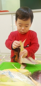 10903生活教育～玉米不是只有黃色的哦！還有白色和紫色的，老師帶來讓大家看看有什麼不同吧！