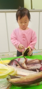 10903生活教育～玉米不是只有黃色的哦！還有白色和紫色的，老師帶來讓大家看看有什麼不同吧！