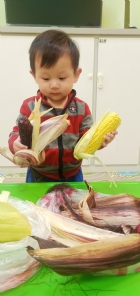 10903生活教育～玉米不是只有黃色的哦！還有白色和紫色的，老師帶來讓大家看看有什麼不同吧！