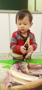 10903生活教育～玉米不是只有黃色的哦！還有白色和紫色的，老師帶來讓大家看看有什麼不同吧！