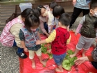 11101寶貝初體驗～醃酸菜PART2～踩菜囉!!