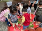 11101寶貝初體驗～醃酸菜PART2～踩菜囉!!
